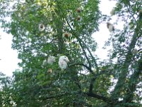 Arbre Ceiba.