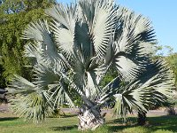 Palmier du Kibbutz  de Sha'ar Hagolan.