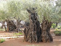 Jérusalem.Jardin de Gethsemani au mont des Oliviers. Où Jésus pria la nuit de son arrestation. Les oliviers de ce jardin sont parmi les plus anciens au monde. 3 d'entre eux auraient plus de 2000 ans donc auraient été "témoins" du baiser de Judas à Jésus.