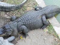 Alligator. Site de Hamat Gader en Galilée.