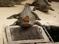 Crocodiles du Nil. Site de Hamat Gader en Galilée.