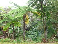 12 fougeres arborescentes Nouvelle Caledonie