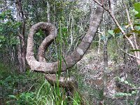 Prony. Ce n'est pas un serpent mais un tronc d'arbre. Août 2014