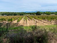 Les vignes 1  157  - Porquerolles (Hyères) - 83 - Les vignes