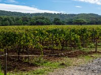 Les vignes 2  158  - Porquerolles (Hyères) - 83 -  Les vignes