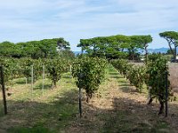 Les vignes 4  159  - Porquerolles (Hyères) - 83 -  Les vignes