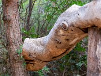 Pareidolie 1  100  - Porquerolles (Hyères) - 83 - Paréidolie