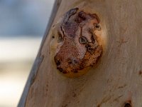 Pareidolie 2  101  - Porquerolles (Hyères) - 83 - Paréidolie