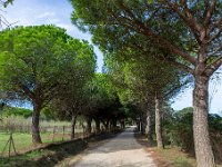 Sur les chemins 12  182  - Porquerolles (Hyères) - 83 - Sur les chemins - Allée des pins