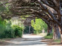 Sur les chemins 14  184  - Porquerolles (Hyères) - 83 - Sur les chemins