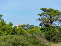 Sur les chemins 17  186  - Porquerolles (Hyères) - 83 - Sur les chemins