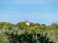 Sur les chemins 2  140  - Porquerolles (Hyères) - 83 - Sur les chemins, le moulin du Bonheur