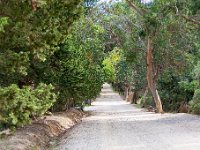 Sur les chemins 6  177  - Porquerolles (Hyères) - 83 -  Sur les chemins