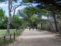 Sur les chemins 7  178  - Porquerolles (Hyères) - 83 -  Sur les chemins