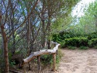 Sur les chemins 8  179  - Porquerolles (Hyères) - 83 -  Sur les chemins