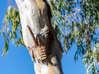 decoration  48  - Porquerolles (Hyères) - 83 - Décoration sur un eucalyptus