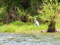 La Malene vers Peyre (12) Gorges du Tarn - Mai 2019