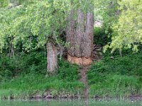 La Malene vers Peyre (12) Gorges du Tarn - Mai 2019