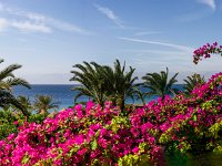 30  Jordanie - Aqaba  - Beach Club Berenice - Bougainvilliers - 24 novembre 2023