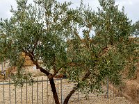 Jordanie - Mont Nébo - Passage du Pape Jean-Paul II et l'olivier planté à cette occasion - 20 novembre 2023