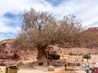 Jordanie - Petra - Le Nymphée - Vestiges du mur et un genèvrier vieux de 450 ans - 22 novembre 2023