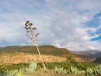 Ait Souka et Imlil 28  Maroc - Aït Souka et Imlil - Avril 2019