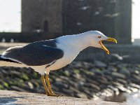 Essaouira Maroc avril 2019 54  Maroc - Essaouira - Avril 2019