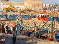 Essaouira Maroc avril 2019 68  Maroc - Essaouira - Avril 2019