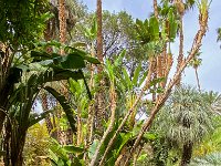 Le jardin Majorelle 05 10 22 17  Le jardin Majorelle - 05/10/22