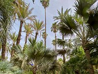 Le jardin Majorelle 05 10 22 19  Le jardin Majorelle - 05/10/22