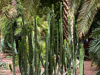 Le jardin Majorelle 05 10 22 22  Le jardin Majorelle - 05/10/22