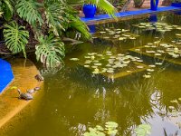 Le jardin Majorelle 05 10 22 27  Le jardin Majorelle - 05/10/22