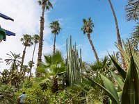 Le jardin Majorelle 05 10 22 56  Le jardin Majorelle - 05/10/22