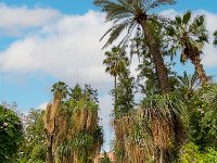 Le jardin Majorelle 05 10 22 57  Le jardin Majorelle - 05/10/22