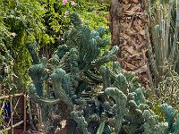 Le jardin Majorelle 05 10 22 58  Le jardin Majorelle - 05/10/22