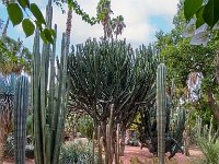 Le jardin Majorelle 05 10 22 61  Le jardin Majorelle - 05/10/22