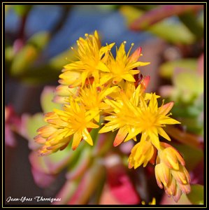 Fleur Sedum palmeri Fleurs de Sedum Palmeri