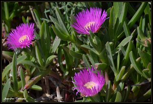 La flore mediterraneenne copie Fleur de pourpier.