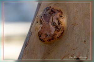 pareidolie Porquerolles 3 Porquerolles (83) - Paréidolie sur un eucalyptus.