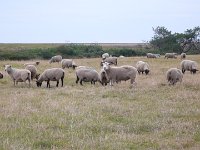 Les moutons de Belle Ile