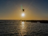 Maroc - Essaouira - Avril 2019