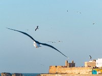 Maroc - Essaouira - Avril 2019