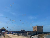 Maroc - Essaouira - 22/04/2024