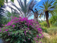 Le jardin Anima à Douar Sbiti - 09/10/2022