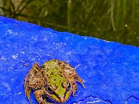 Le jardin Majorelle - 05/10/22