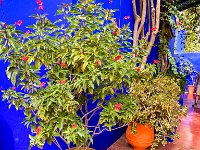 Le jardin Majorelle - 05/10/22