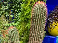 Le jardin Majorelle - 05/10/22