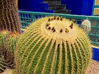 Le jardin Majorelle - 05/10/22